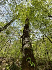 奥入瀬渓流　青森　ブナの木