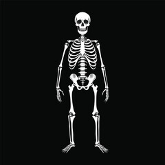 Standing Skeleton Illustration on Black Background