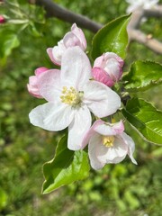 リンゴの花