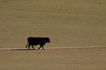 cattle