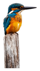PNG Colorful kingfisher perched on a wooden post