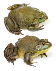 Bullfrog, Rana catesbeiana, against white background, studio shot