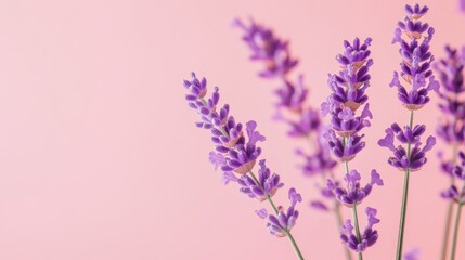 Fototapeta premium Lavender flowers are thoughtfully arranged in a delicate display that emphasizes their vibrant purple hue against a soothing pastel background, creating a serene ambiance