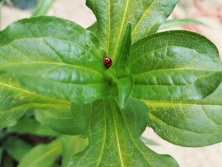 Ladybug sitting on a green leaf 