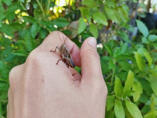 Hand holding a brown grasshopper 