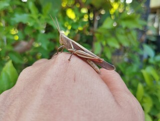 Brown grasshopper perched on human hand 
