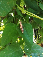 Brown grasshopper sitting on a green leaf 