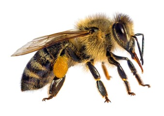 bee or honeybee in Latin Apis Mellifera on white