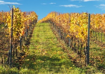 Naklejka premium vineyard, autumn in the vineyard yellow coloured