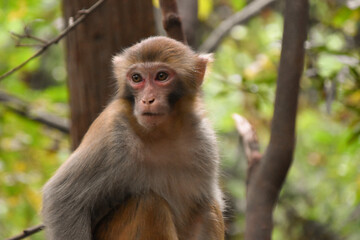 A close-up of a macaque monkey at a forest park in China.