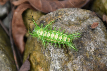 A bright green and yellow nettle caterpillar on a rock at Zhangjiajie in China.