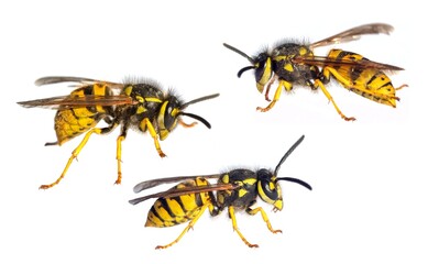 three European wasps German wasp Vespula vulgaris