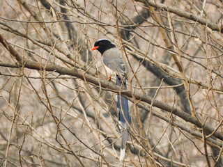 A red-billed blue magpie perches on a branch in a forest in China.