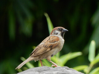 A sparrow perches on a rock at a park in Luoyang, China.