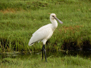 A Eurasian spoonbill wades in a river out on the Mongolian Steppe.