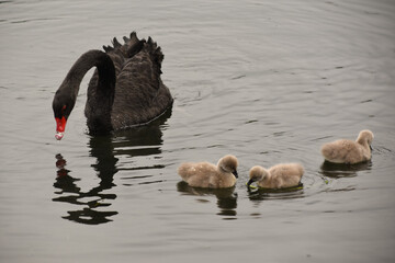 A black swan with signets on a lake