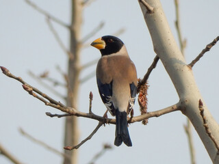 A Chinese yellow-billed grosbeak perches on a branch in Luoyang, China.