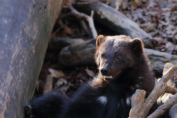 wolverine