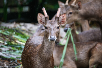 Close-Up of Sambar Deer