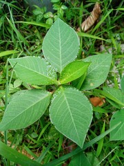 photo of leaves of shrubs or wild grass