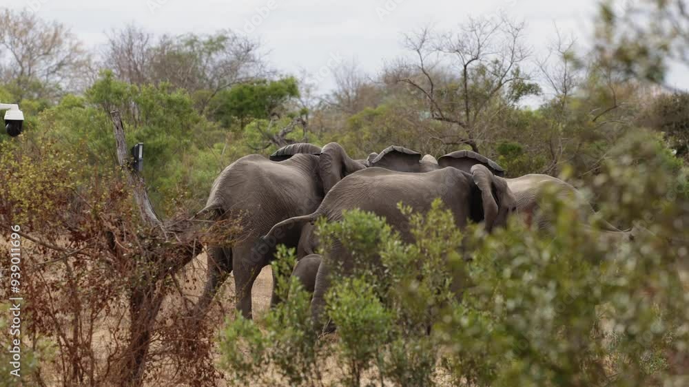 Canvas Prints two elephant herds meeting at the waterhole