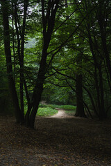 Obraz premium A winding path through a dense forest showcasing natural greenery on an overcast day