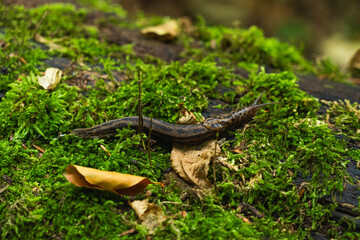 A close-up view of a slug moving through lush green moss on a log in a forest during a sunny afternoon