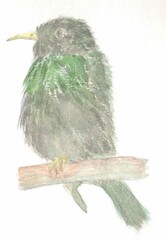 Illustration of common starling 