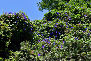 Obraz premium The blue morning glory climbing plant (Ipomoea indica)