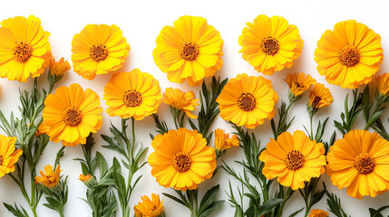 A row of yellow flowers with green stems
