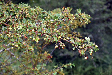 Green (immature) fruits of hawthorn (Crataegus monogyna)