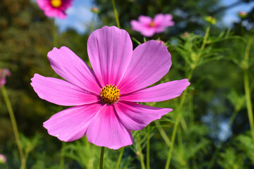 Pink flowers of the garden cosmos (Cosmos bipinnatus)