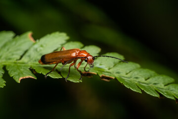 Common Red Soldier Beetle - Rhagonycha fulva, small beautiful orange and yellow beetle from European meadows and gardens, Czech Republic.