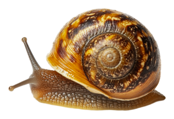 PNG Snail crawling on a white surface in natural light