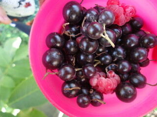 red currant berries, blackberry, eat, food, nature