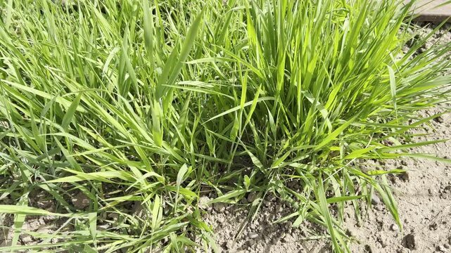 Wheatgrass, Agropyron, repens,