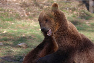 brown bear