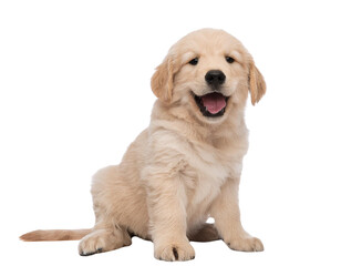 Happy Golden Retriever Puppy Sitting and Smiling