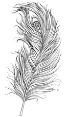 Peacock Feather black and white illustration