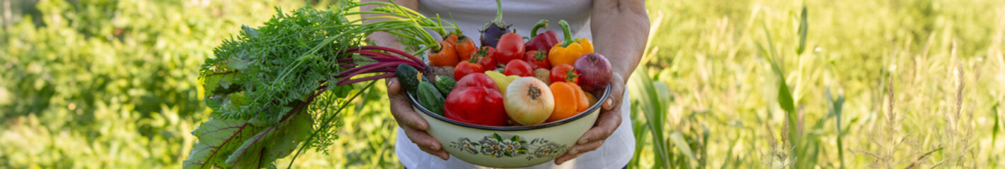 elderly woman in the garden with fresh vegetables in a bowl. Selective focus