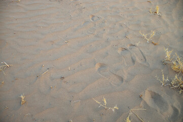 the texture of the sand. sand in the evening. sand close-up