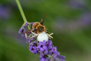 A crab spider hunt and kill a bee at a green garden summer environment