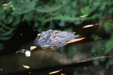 Alligator in the swamp area – USA