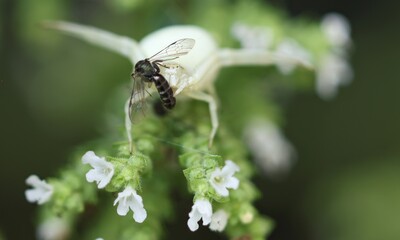 Veränderliche Krabbenspinne (Misumena vatia) sitzt mit Beutetier auf einer Pflanze