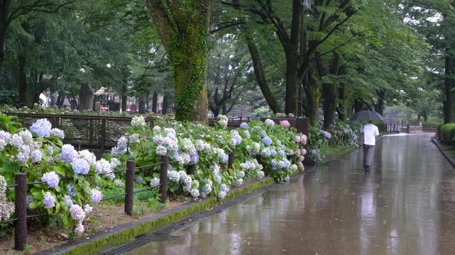 A Japanese park on a rainy day. Tall trees with lush green foliage line the wet path. A man with an umbrella walks alone, surrounded by blooming blue hydrangeas. Peaceful ambiance. Gifu Park, Japan