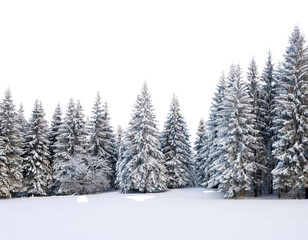 snow covered pine trees