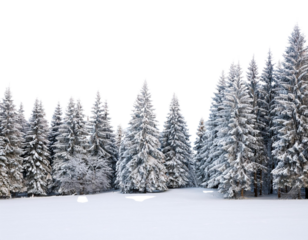 snow covered pine trees
