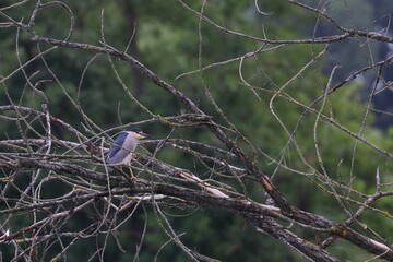 night heron
