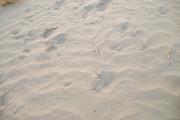 the texture of the sand. sand in the evening. sand close-up