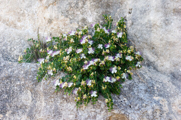 capers plant in the wild